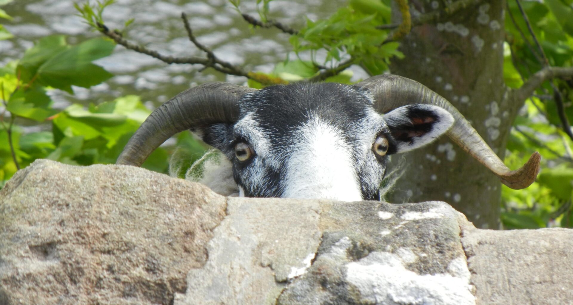 'If this wa' wasnae here, I'd have ye.' The Begbie of sheep.