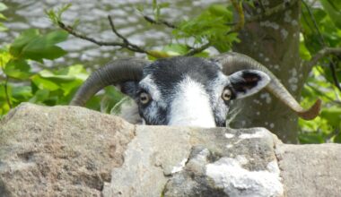 'If this wa' wasnae here, I'd have ye.' The Begbie of sheep.