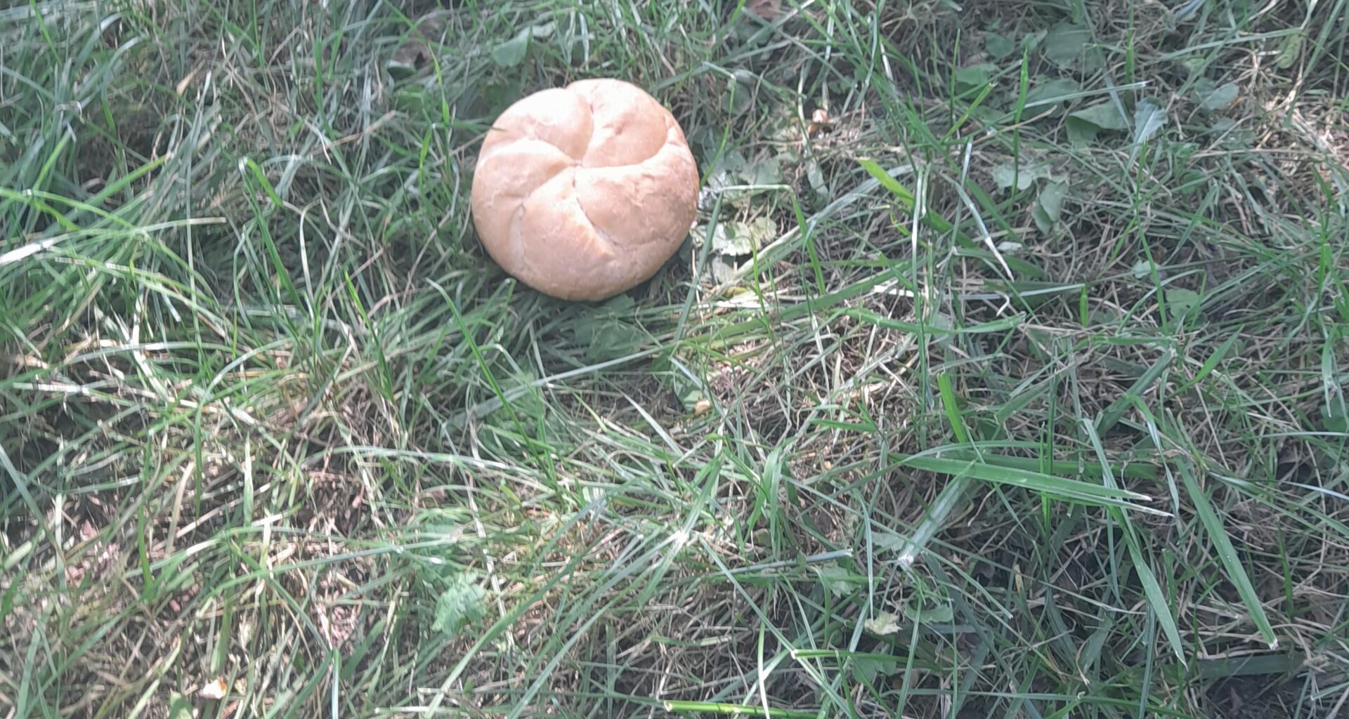 Rare mushroom