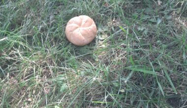 Rare mushroom