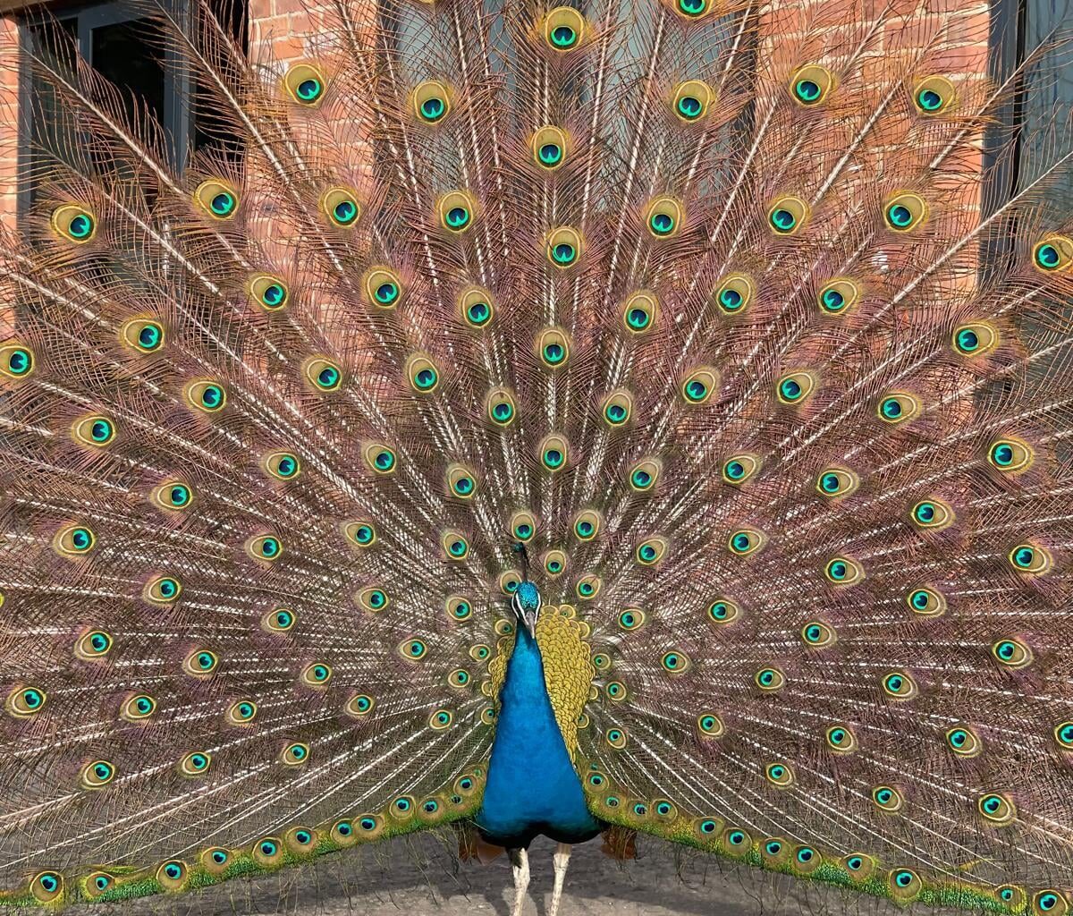 My mate has a pet peacock