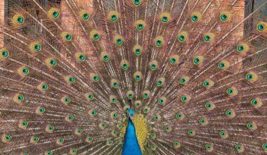 My mate has a pet peacock