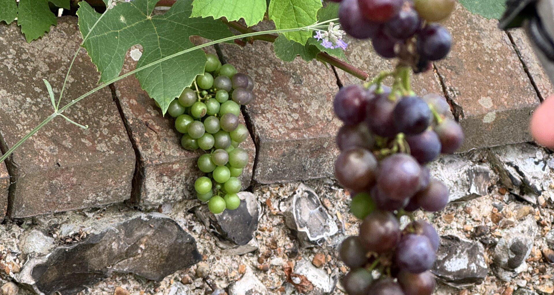 Growing from over the wall - are these actual edible grapes?