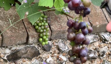 Growing from over the wall - are these actual edible grapes?