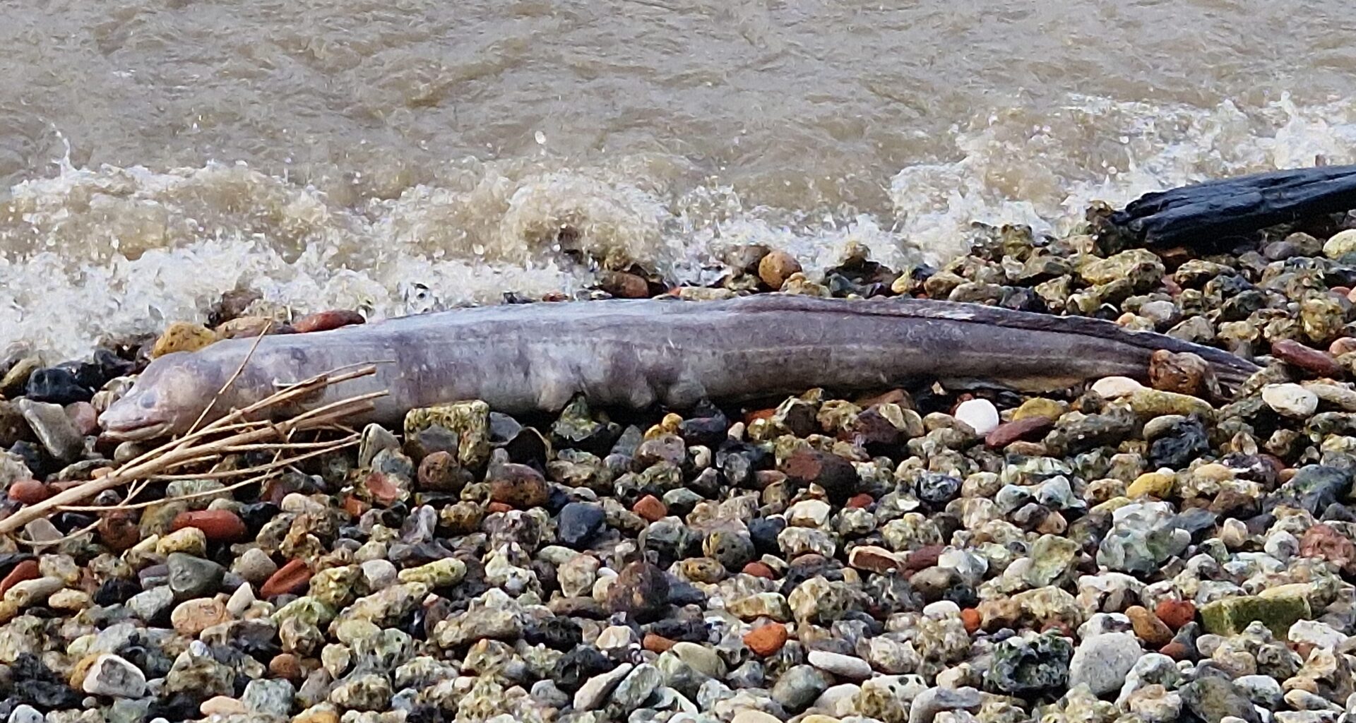 Mad Eel washed up on the bank of The Thames this afternoon.