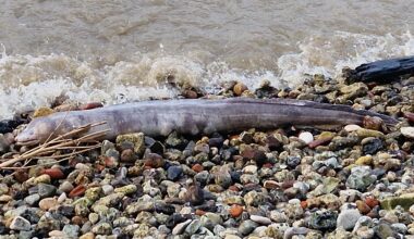 Mad Eel washed up on the bank of The Thames this afternoon.