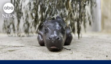 Pygmy hippo baby at Kansas Zoo refuses to leave pool until universal 'mom stare'