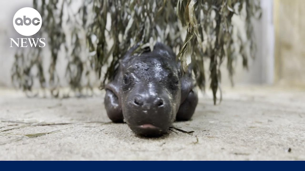 Pygmy hippo baby at Kansas Zoo refuses to leave pool until universal 'mom stare'