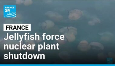 Four reactors of power plant invaded by animals • FRANCE 24 English