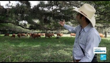 Agricultura regenerativa: ¿cuál es el secreto para producir sin arrasar el medio ambiente?