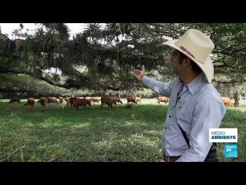 Agricultura regenerativa: ¿cuál es el secreto para producir sin arrasar el medio ambiente?
