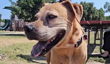 Artificial Intelligence reunites San Antonio woman with her dog after it was missing for a month