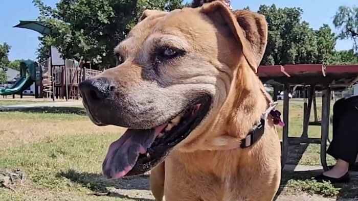Artificial Intelligence reunites San Antonio woman with her dog after it was missing for a month