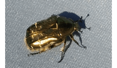 Goldglänzender Rosenkäfer