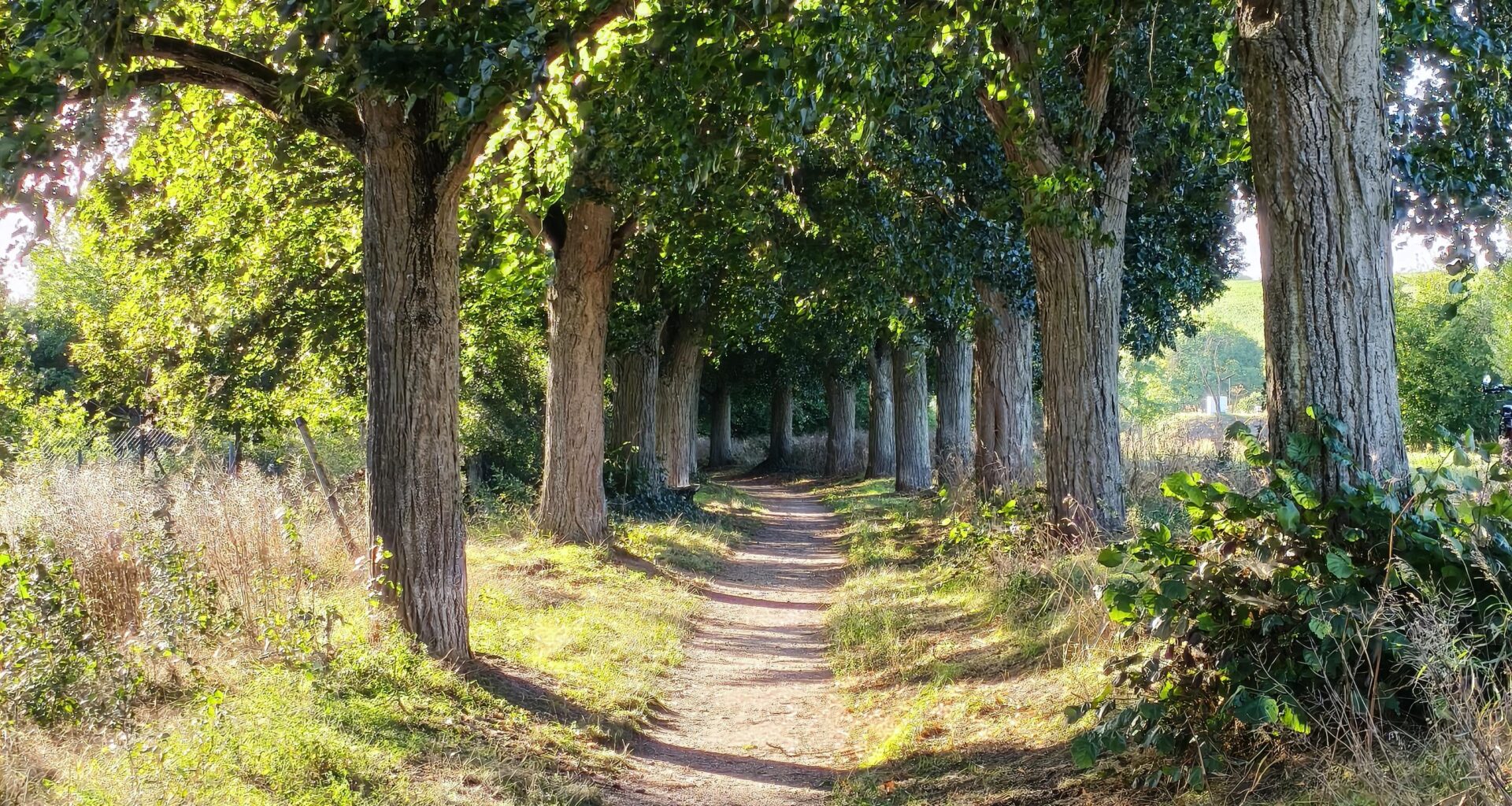 Allee im grünen