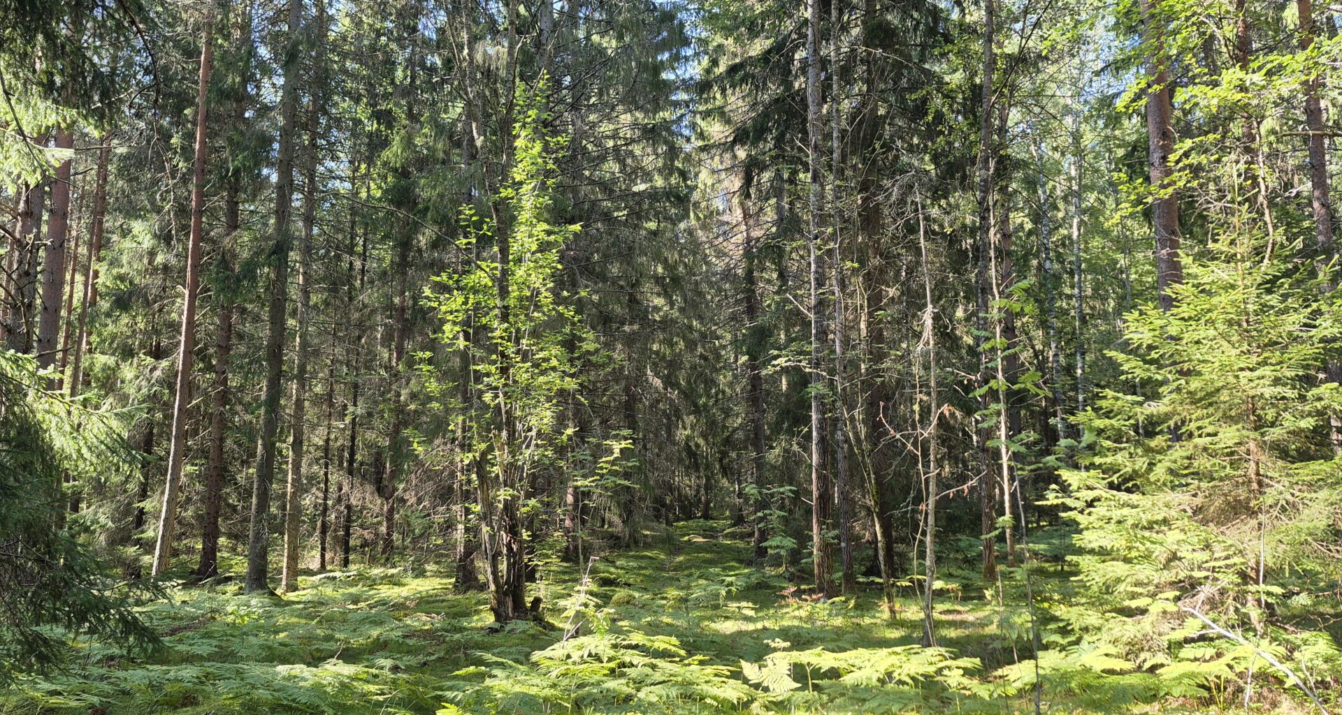 Wald in Schweden, ein Morgenspaziergang