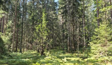 Wald in Schweden, ein Morgenspaziergang