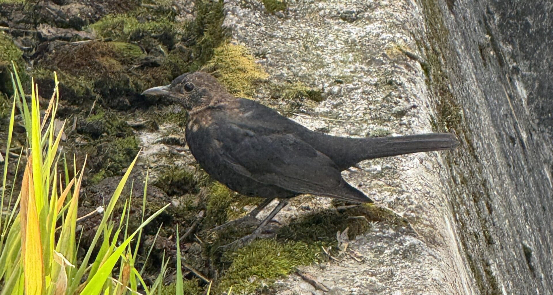 Ist das eine weibl. Amsel?