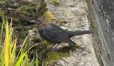 Ist das eine weibl. Amsel?