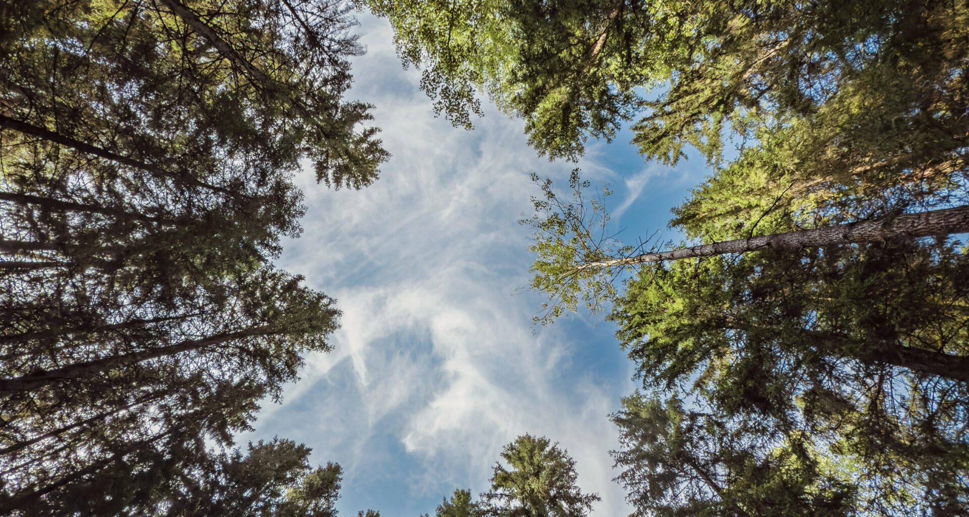 Deep in a Finnish forest .