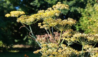 Zierfenchel in der Morgensonne.