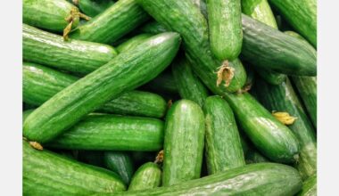 Snack cucumber conquers European market