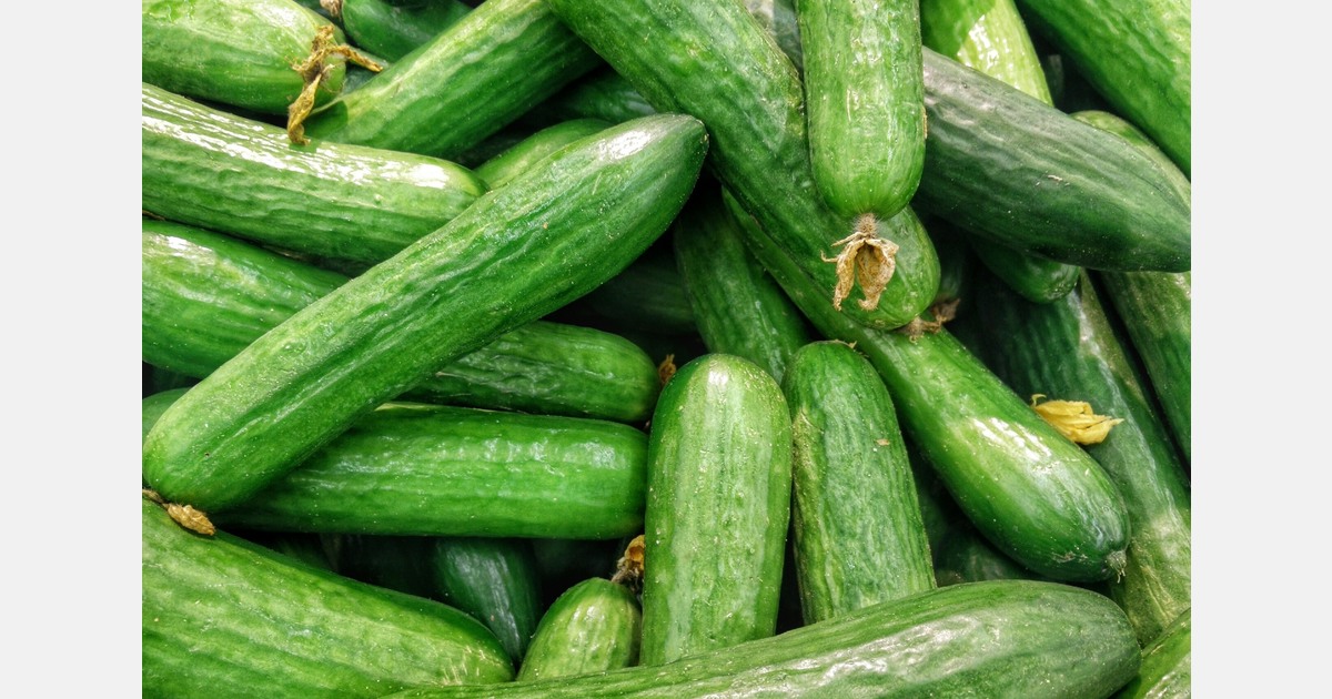 Snack cucumber conquers European market