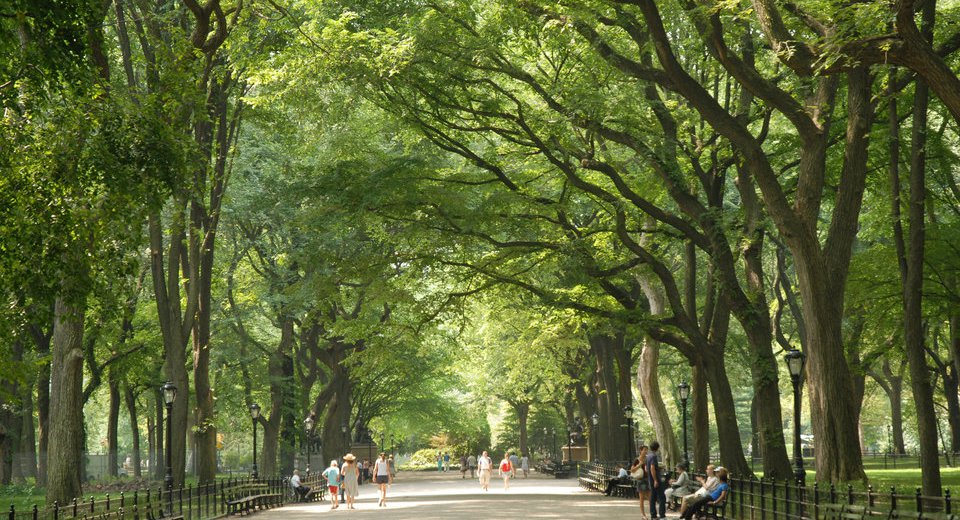 Climate change is affecting growing season for NYC trees, Yale study finds