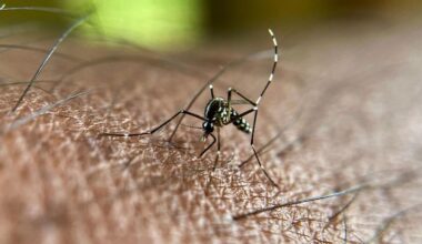 Asiatische Tigermücke: Ansteckungen mit Chikungunya-Virus erreichen in Europa Höchstwert