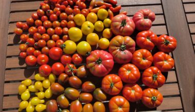 Die heutige Ernte an Tomaten