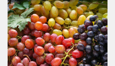 Moldova expects strong table grape harvest in 2025