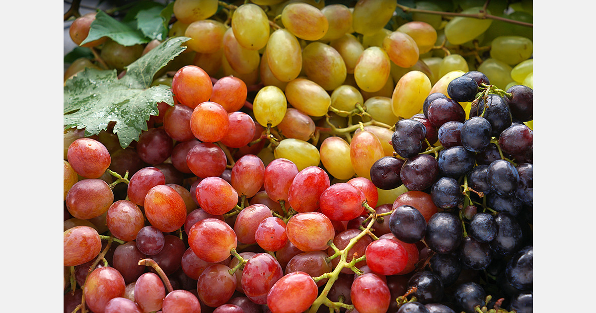 Moldova expects strong table grape harvest in 2025