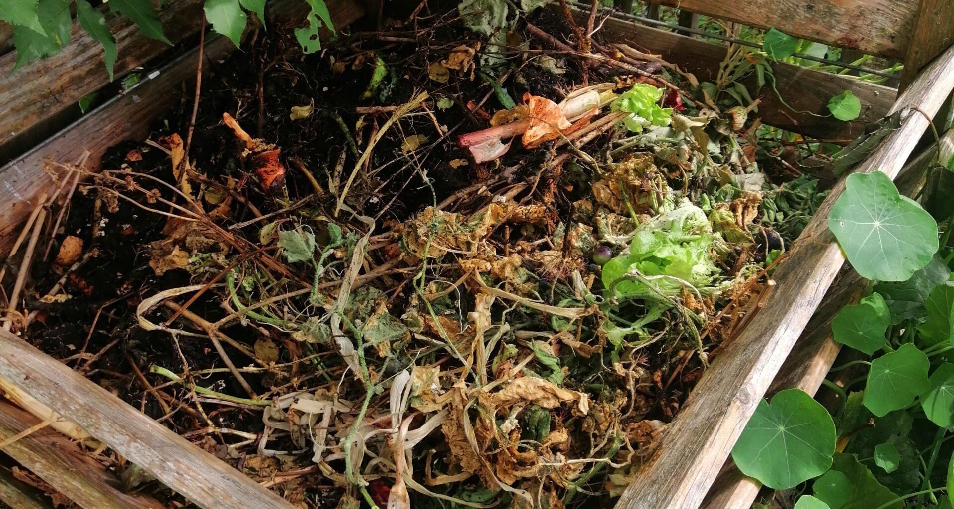 Kompost voller engerlinge