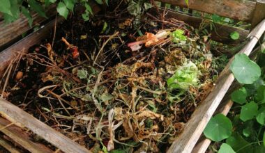 Kompost voller engerlinge