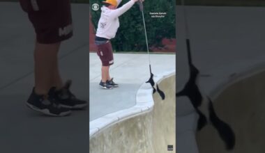 Man rescues skunk using skateboard and leash in Pennsylvania #shorts
