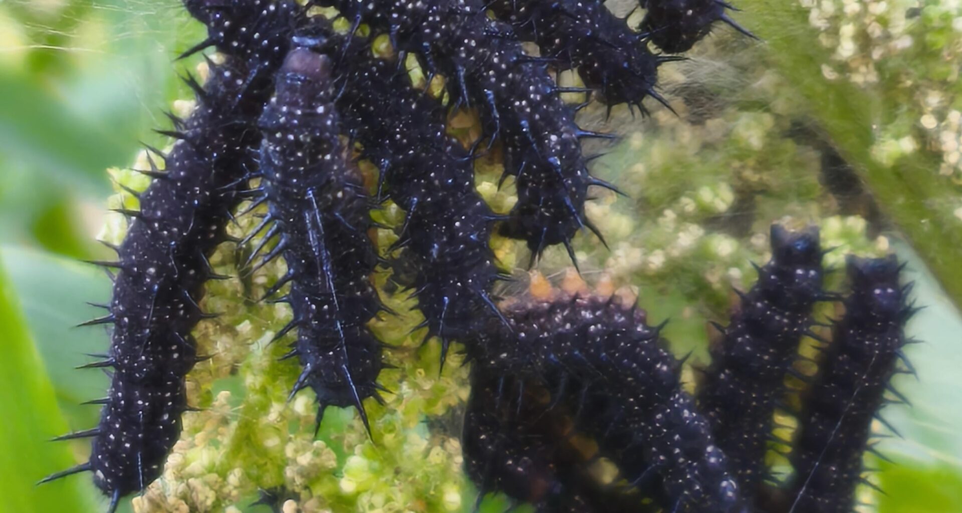 Raupe von Tagpfauenauge