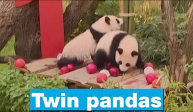 Twin giant pandas at Berlin zoo celebrate first birthday • FRANCE 24 English
