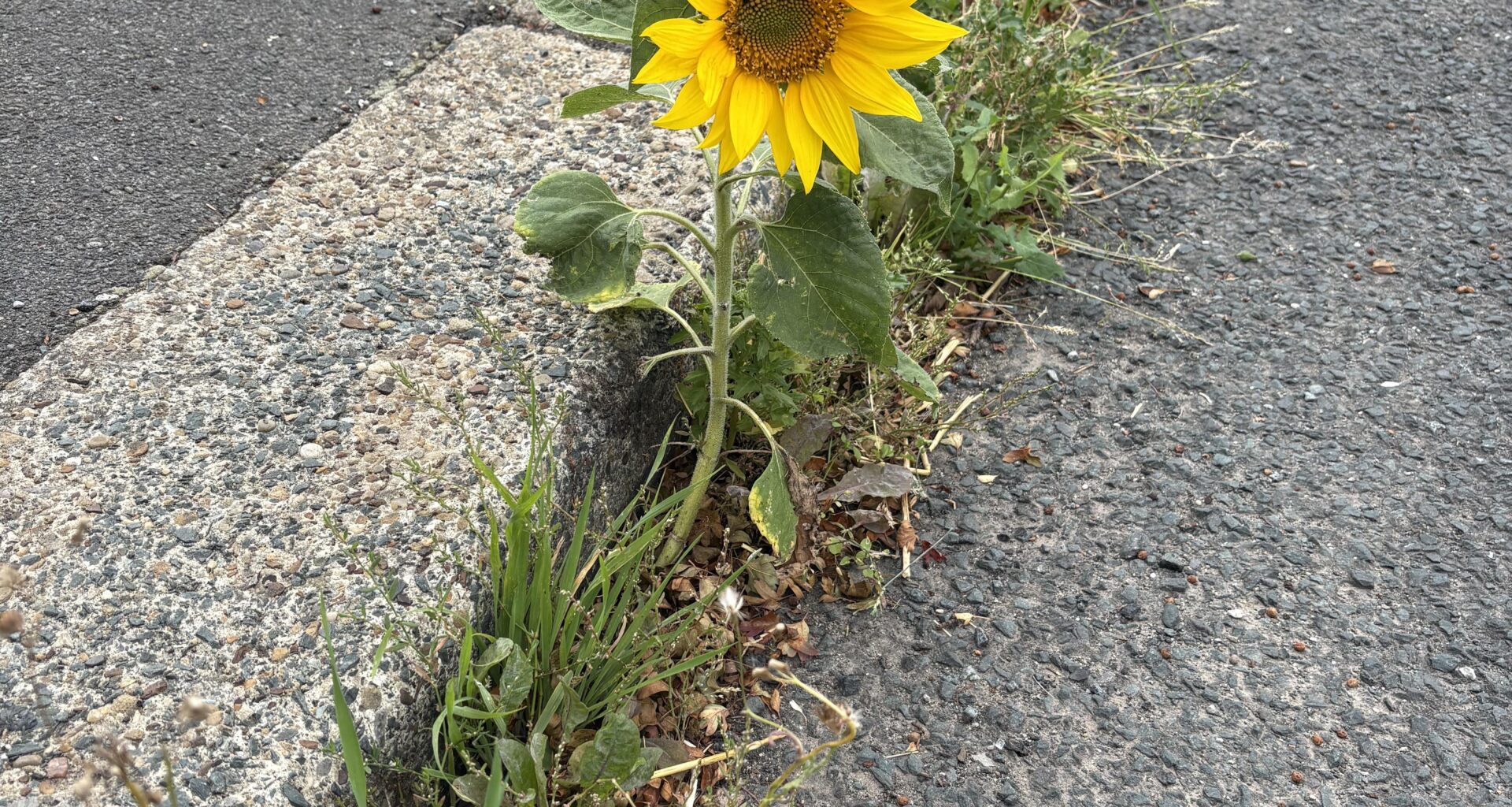 Came across this little chap growing in the gutter just up the road from us