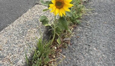 Came across this little chap growing in the gutter just up the road from us