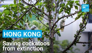 Hong Kong builds artificial nests to save endangered cockatoos • FRANCE 24 English