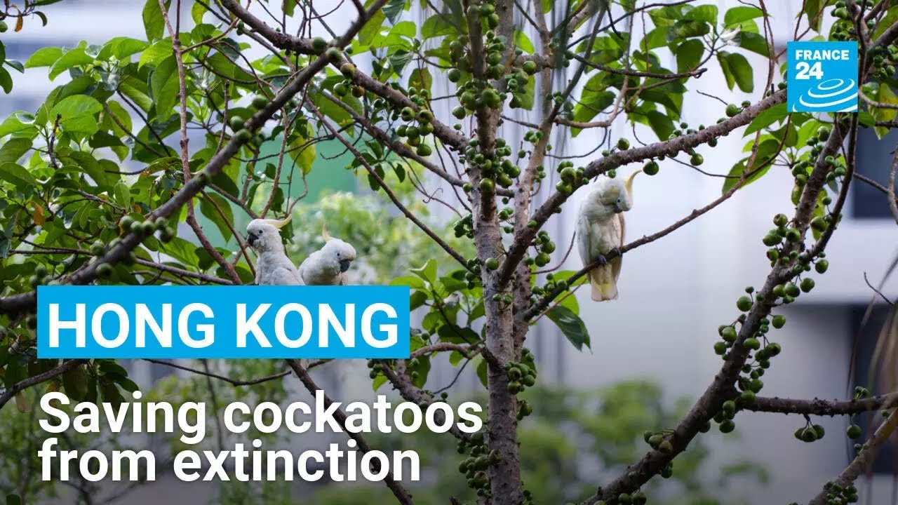 Hong Kong builds artificial nests to save endangered cockatoos • FRANCE 24 English