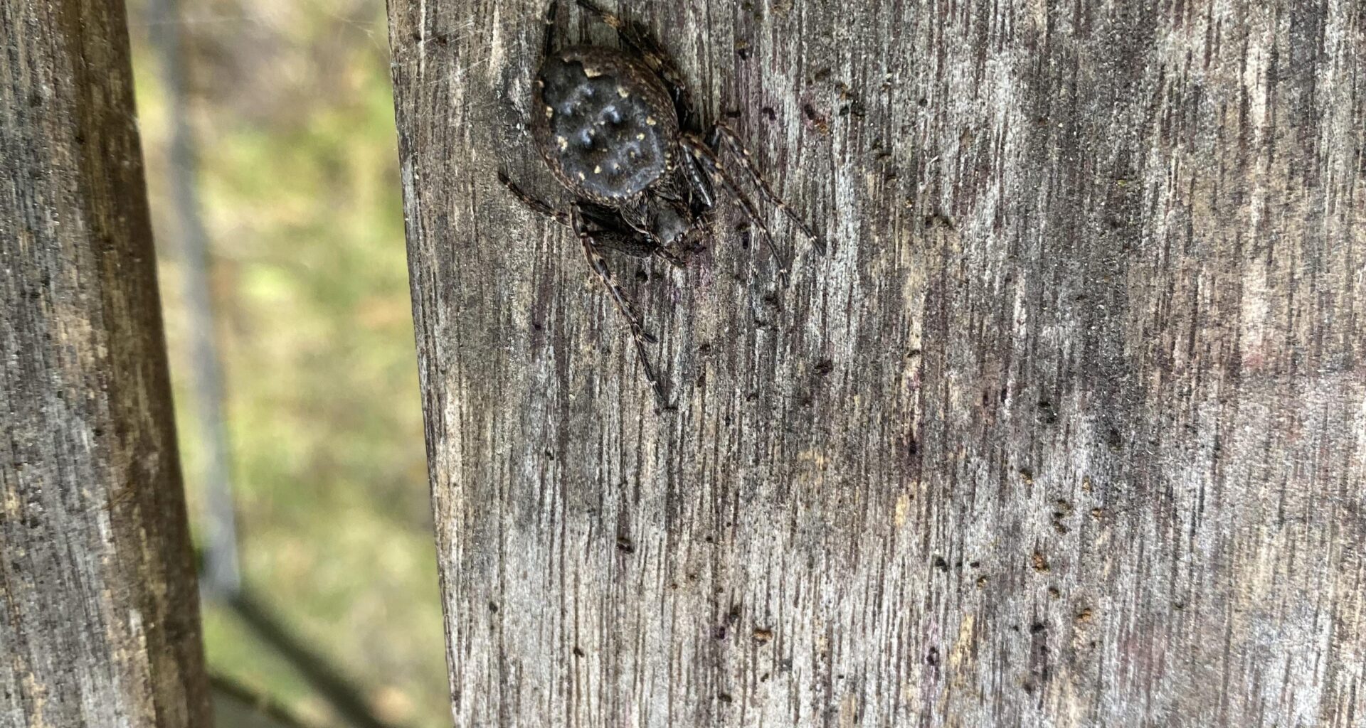Was bitte habe ich hier für eine Spinne?!