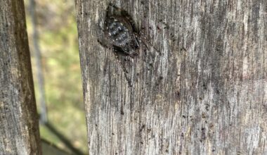 Was bitte habe ich hier für eine Spinne?!