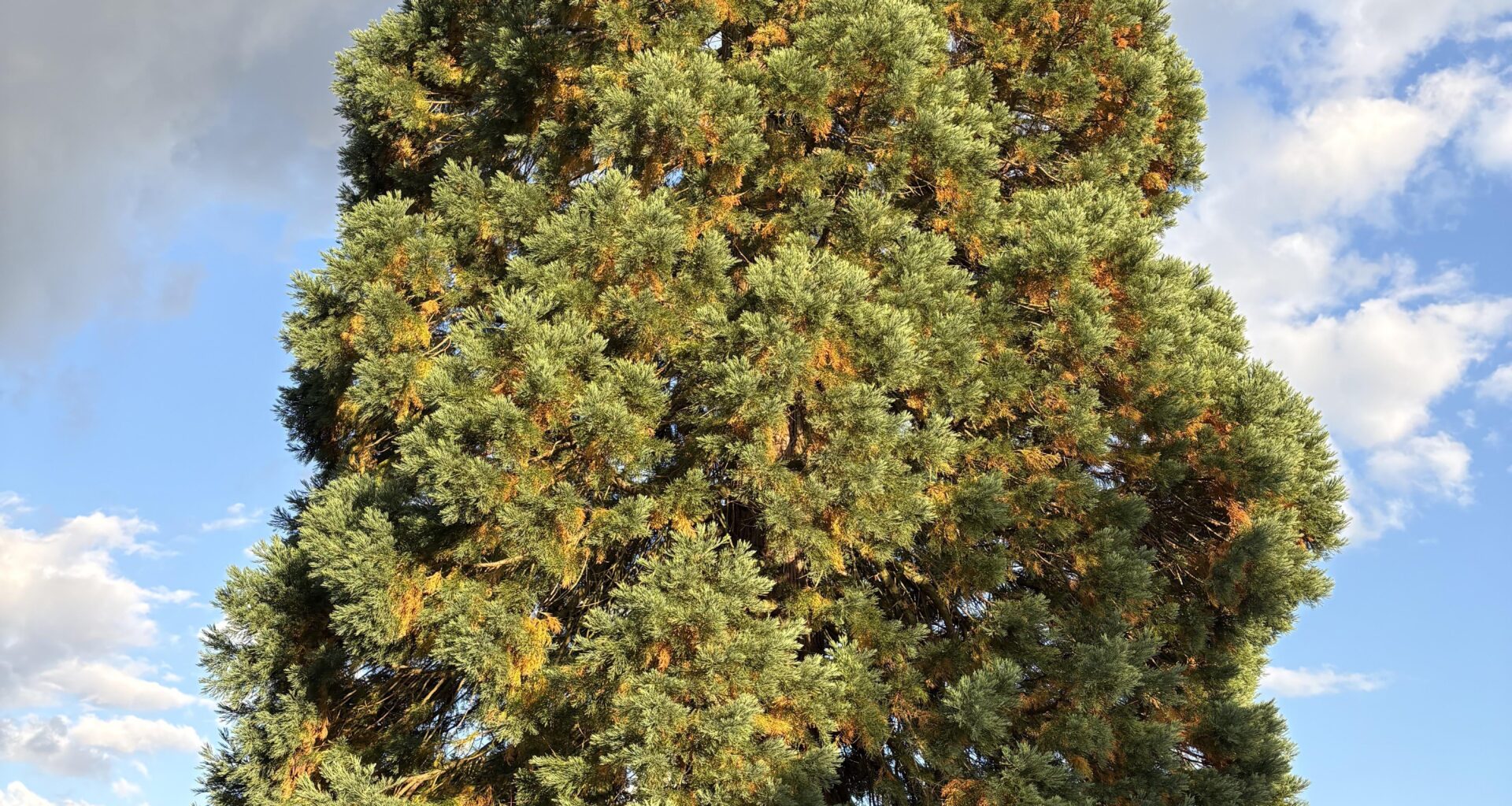 Geht den Baum gut?