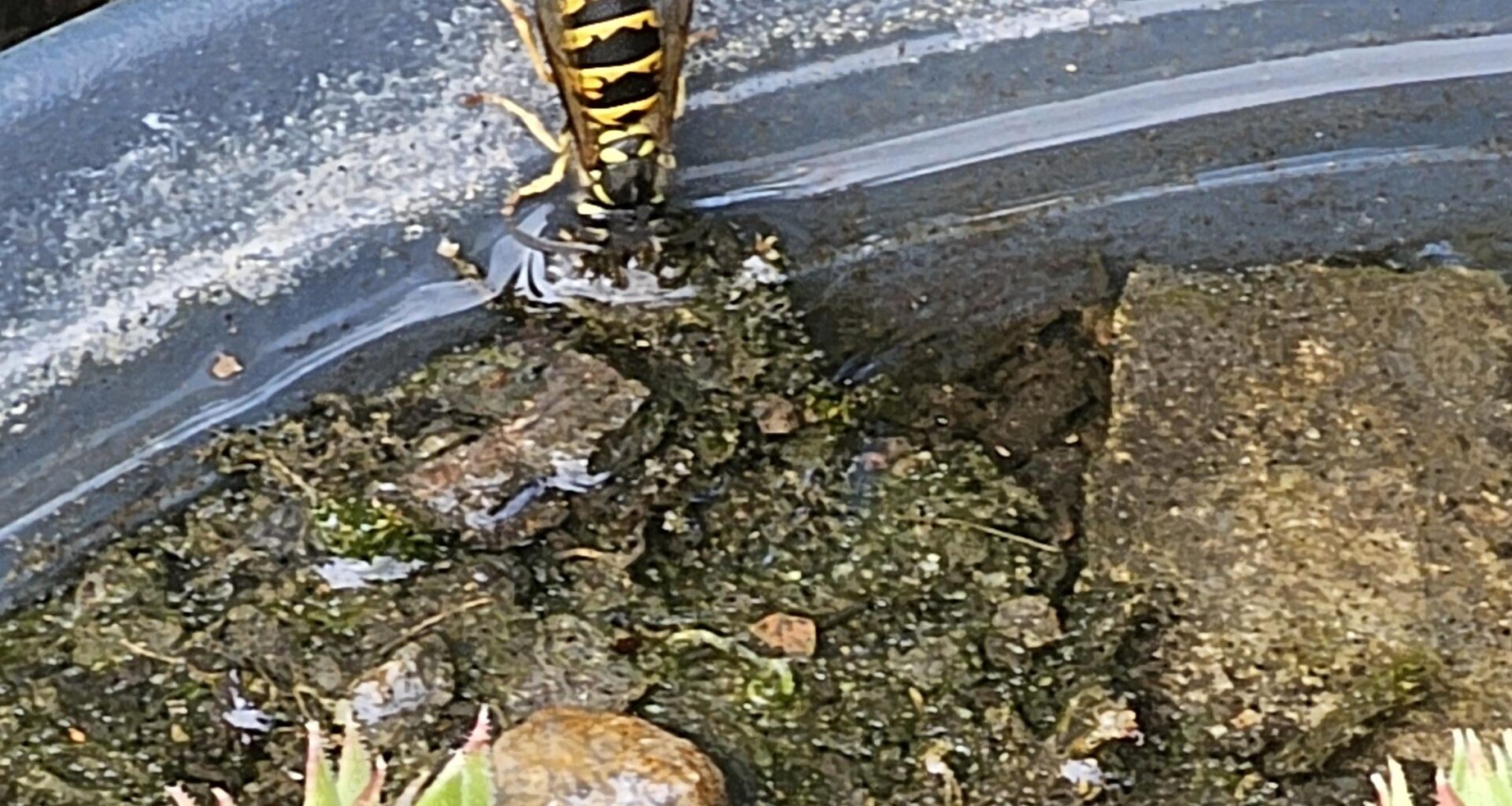 Auch Insekten haben Durst.