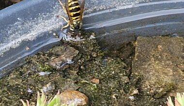 Auch Insekten haben Durst.