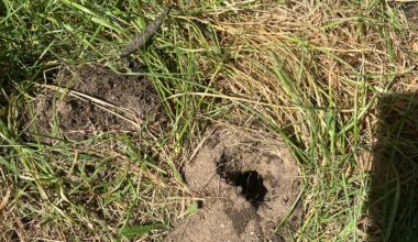 Welches Tier bohrt hier Löcher?