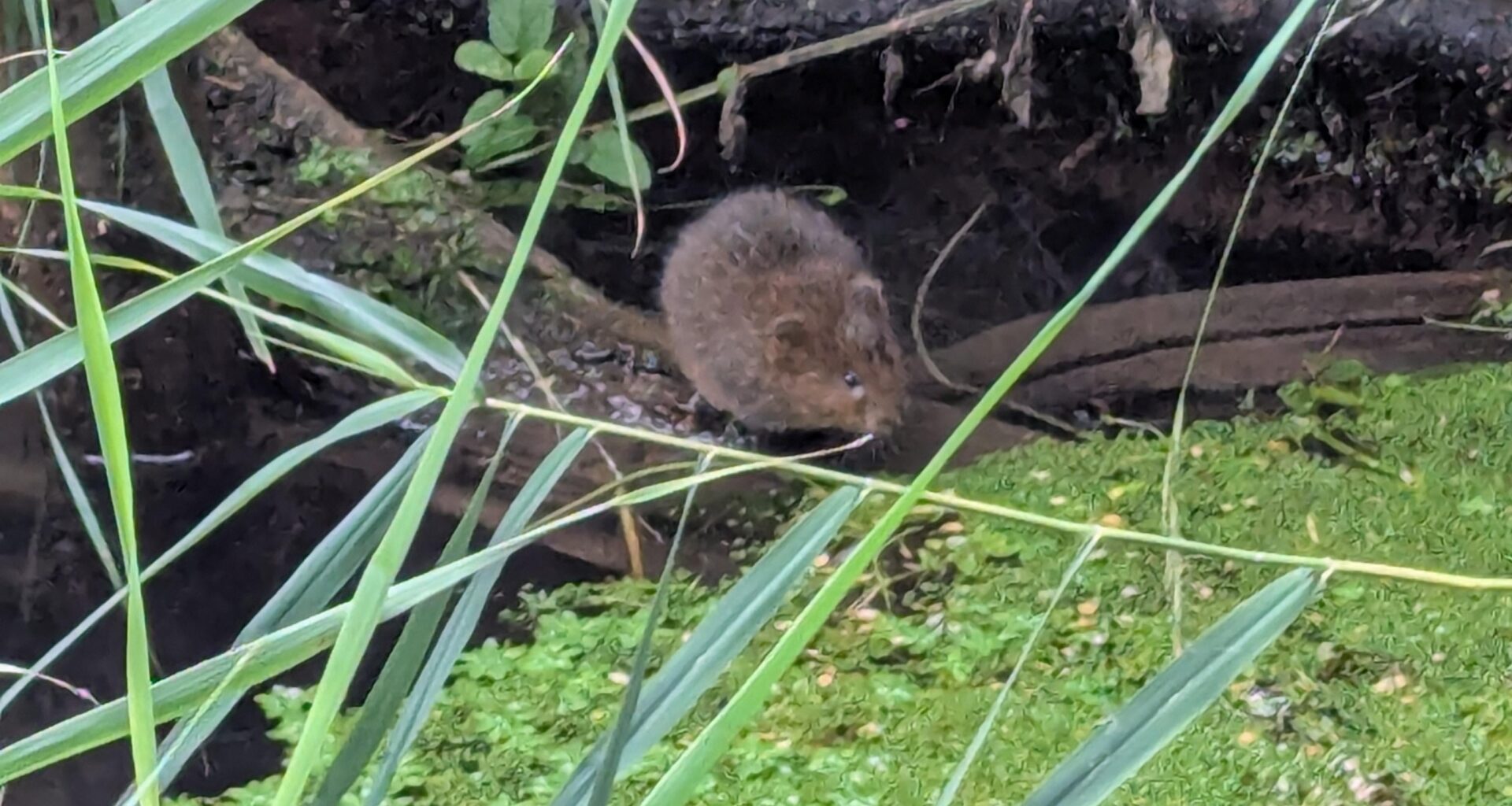I saw some water voles eating watercress yesterday in a stream