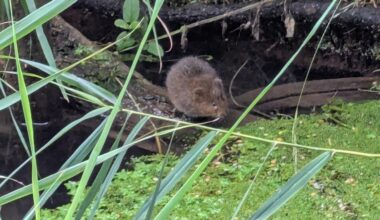 I saw some water voles eating watercress yesterday in a stream