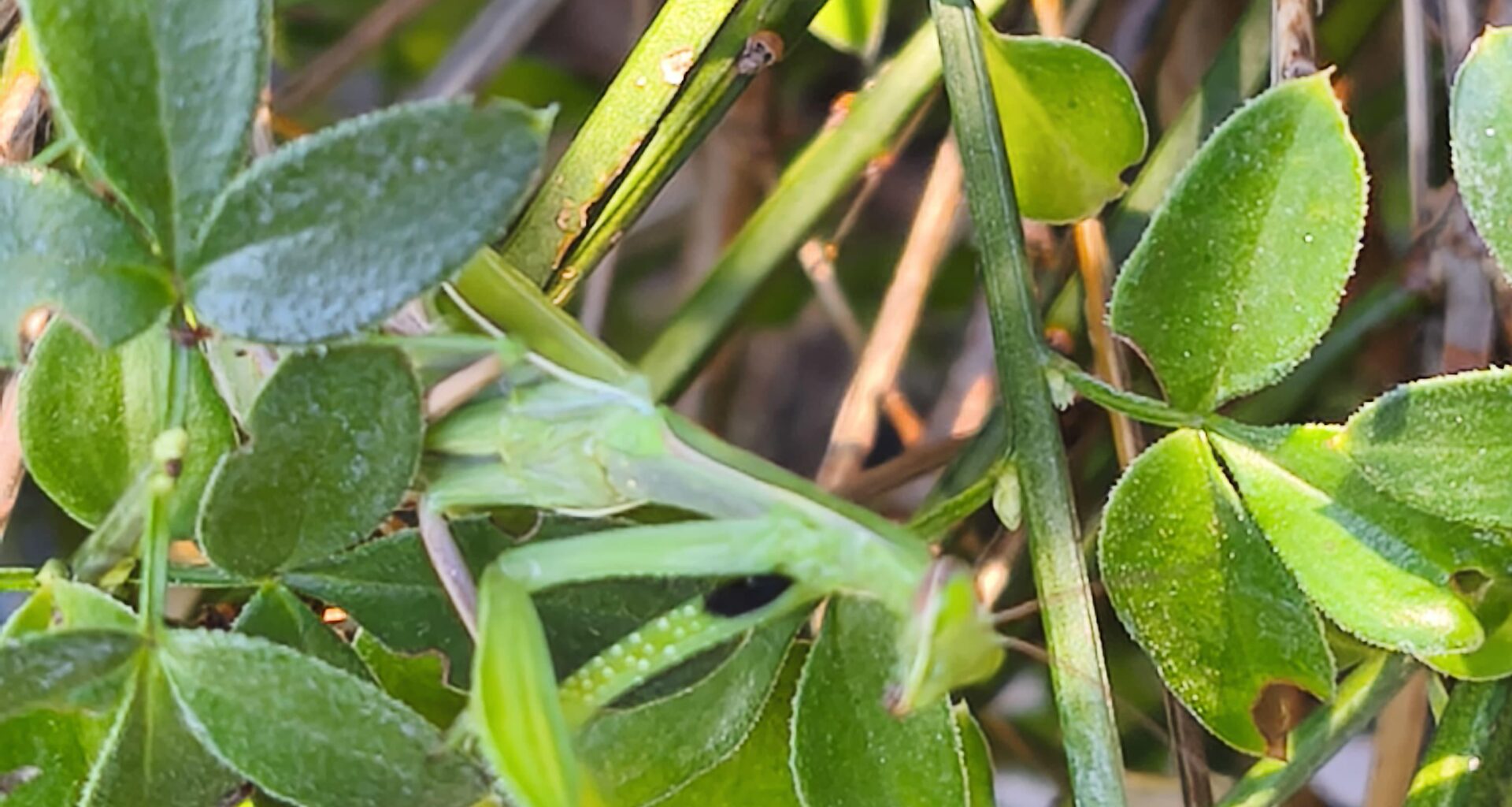 Welches Tier krabbelt da durch meinen Garten?
